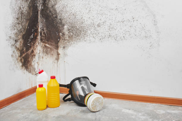 Best Office Mold Removal Services  in Camden, TN