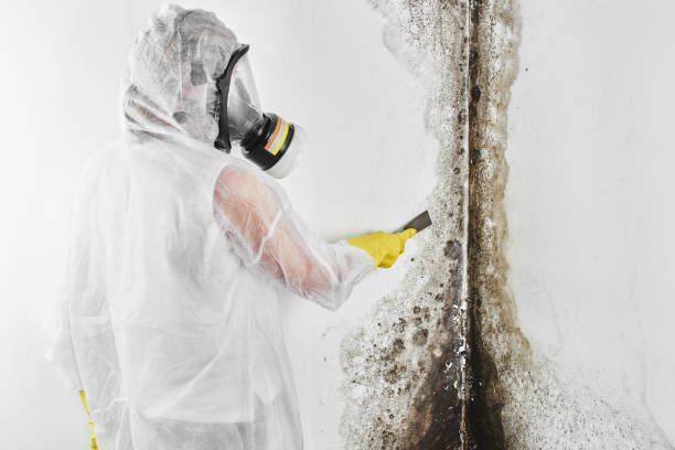 Best Fast Mold Removal  in Camden, TN