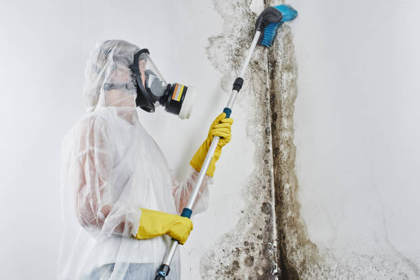 Attic Mold Removal