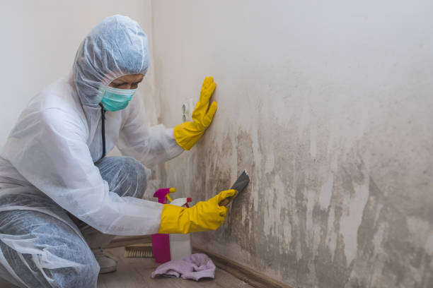 Office Mold Removal Services in Camden, TN