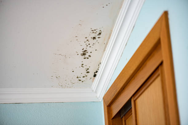 Best Emergency Mold Removal  in Camden, TN