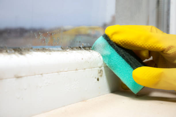 Best Certified Mold Removal  in Camden, TN