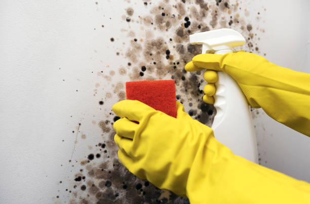 Best Fast Mold Removal  in Camden, TN