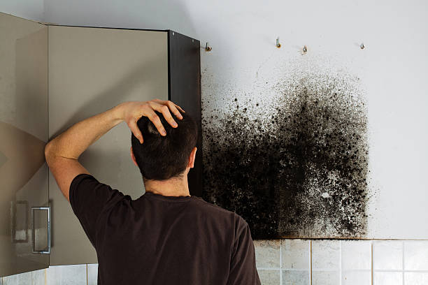 Best Certified Mold Removal  in Camden, TN