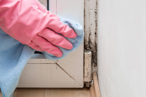 Best Mold Remediation Experts  in Camden, TN