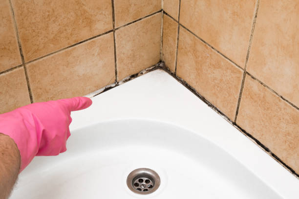 Best Affordable Mold Removal  in Camden, TN