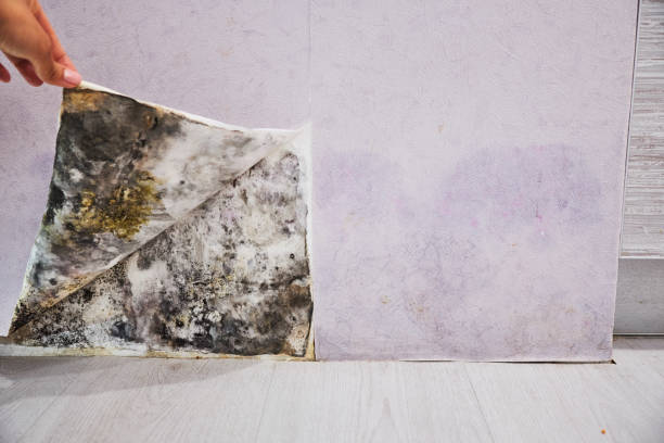 Best Mold Removal Company Near Me  in Camden, TN